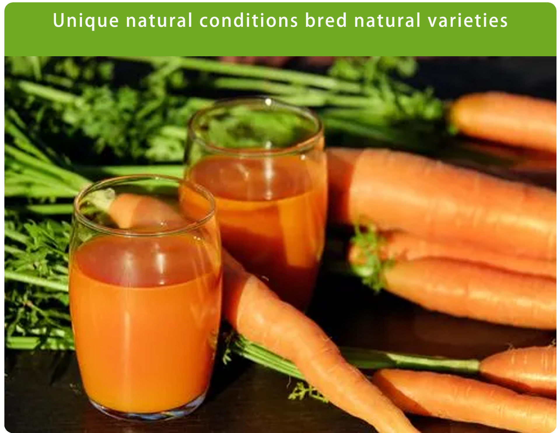 carrot juice powder